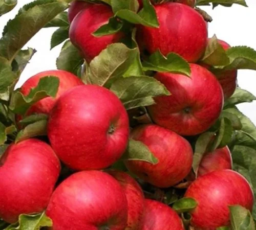 Саженцы колоновидной яблони Джина - фото № 1