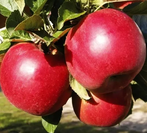 Саджанці яблуні Айдаред - 2-річні - фото № 1