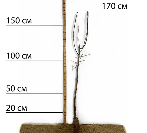 Саджанці яблуні Айдаред - 2-річні - фото № 2