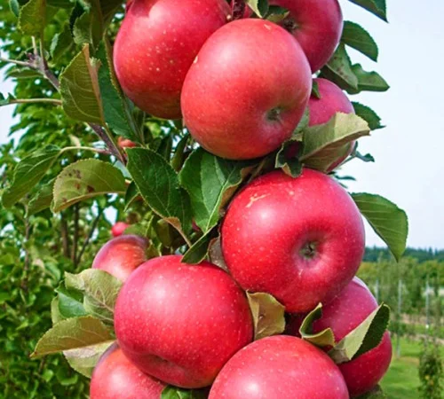 Саженцы колоновидной яблони Арбат в Черновцах - фото № 1