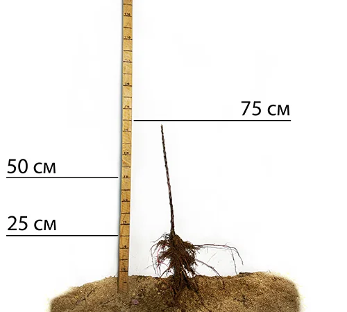 Саженцы колоновидной яблони Арбат в Черновцах - фото № 2