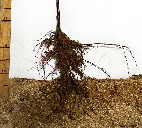 Саженцы колоновидной яблони Арбат в Черновцах - фото № 3