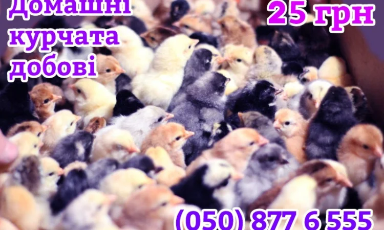 Домашні добові різнокольорові курчата в асортименті - фото № 1
