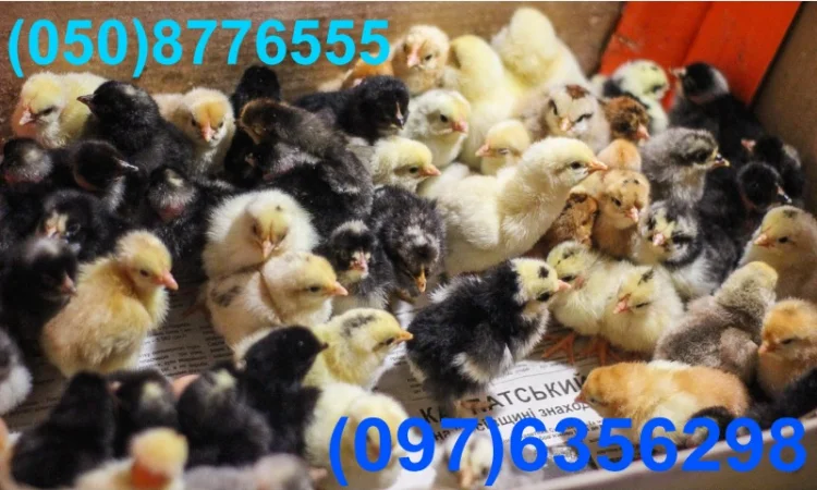 Домашні добові різнокольорові курчата в асортименті - фото № 2