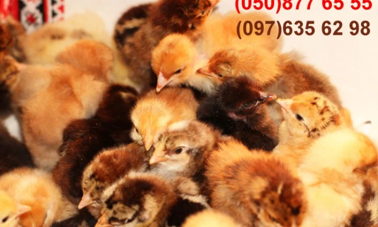 Домашні добові різнокольорові курчата в асортименті - фото № 11