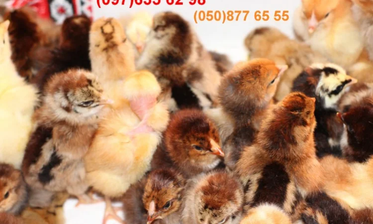 Домашні добові різнокольорові курчата в асортименті - фото № 10