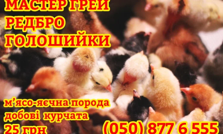 Домашні добові різнокольорові курчата в асортименті - фото № 9