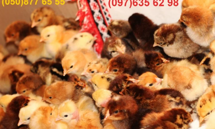 Домашні добові різнокольорові курчата в асортименті - фото № 7