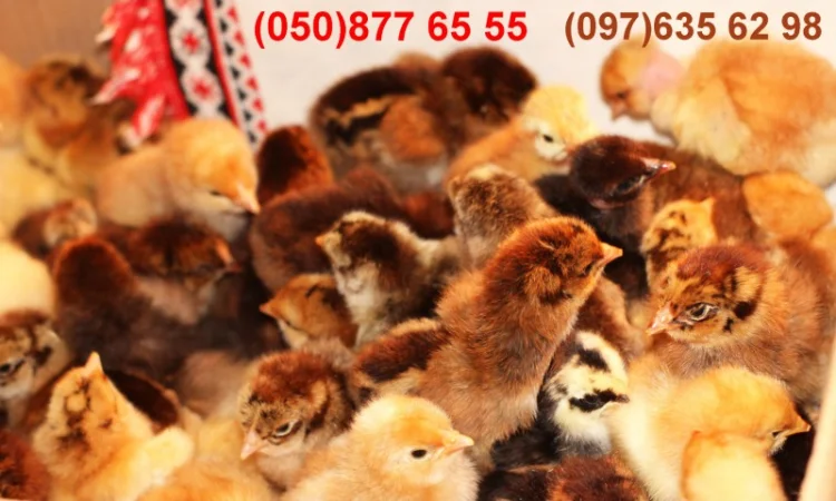 Домашні добові різнокольорові курчата в асортименті - фото № 6