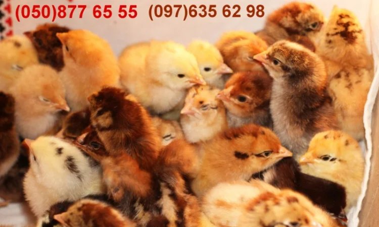 Домашні добові різнокольорові курчата в асортименті - фото № 5