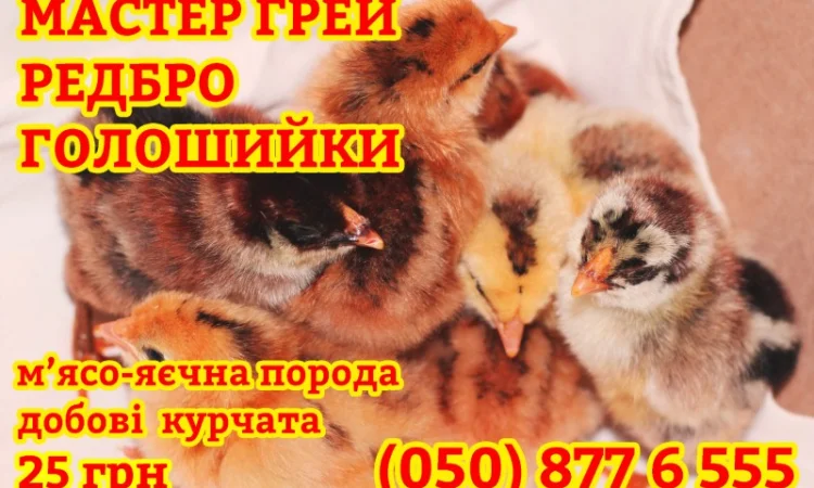 Домашні добові різнокольорові курчата в асортименті - фото № 4