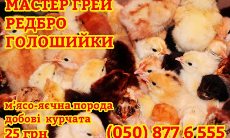 Домашні добові різнокольорові курчата в асортименті - фото № 3