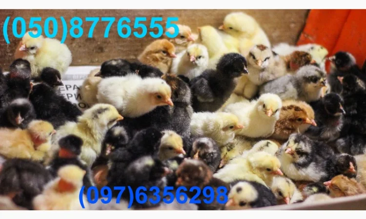 Домашні добові різнокольорові курчата в асортименті - фото № 18