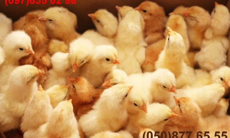 Домашні добові різнокольорові курчата в асортименті - фото № 16