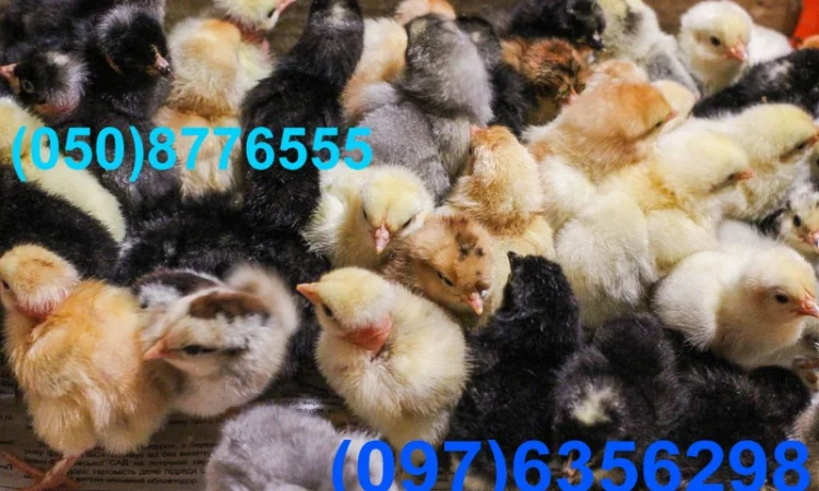 Домашні добові різнокольорові курчата в асортименті - фото № 15