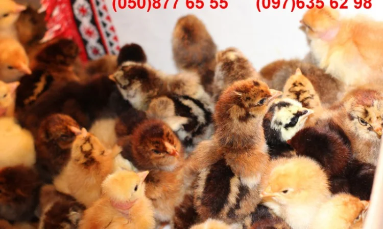 Домашні добові різнокольорові курчата в асортименті - фото № 14