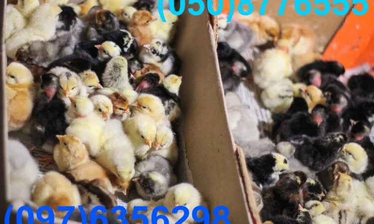 Домашні добові різнокольорові курчата в асортименті - фото № 13