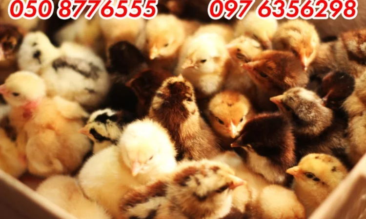 Домашні добові різнокольорові курчата в асортименті - фото № 12