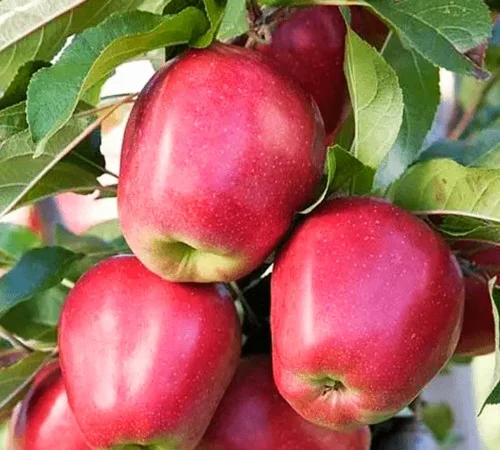 Саджанці яблуні Глостер - 1 рік - фото № 3