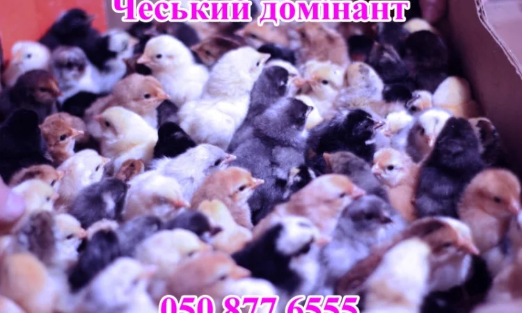 Добовые курчата породы чешский доминант черного и серого окраса - фото № 1
