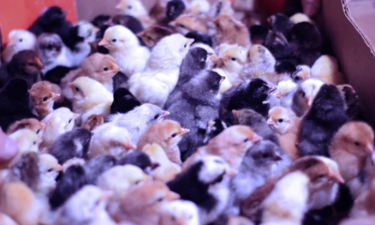 Добовые курчата породы чешский доминант черного и серого окраса - фото № 2