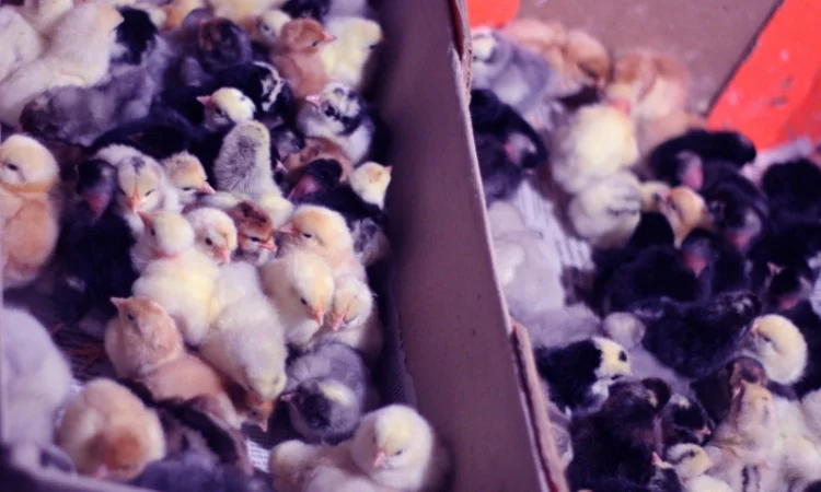 Добовые курчата породы чешский доминант черного и серого окраса - фото № 3