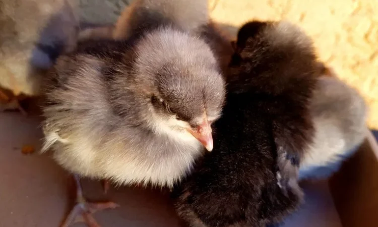 Добовые курчата породы чешский доминант черного и серого окраса - фото № 5