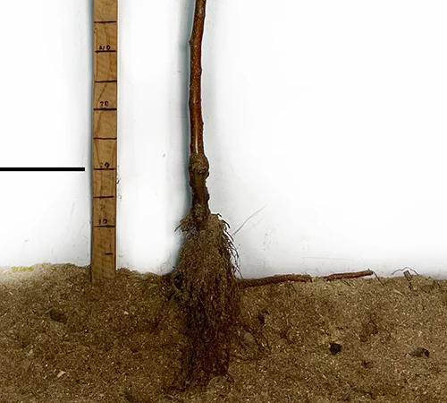 Саджанці яблуні Білий Налив - 2-річні - фото № 1