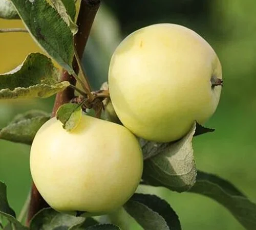 Саджанці яблуні Білий Налив - 2-річні - фото № 2