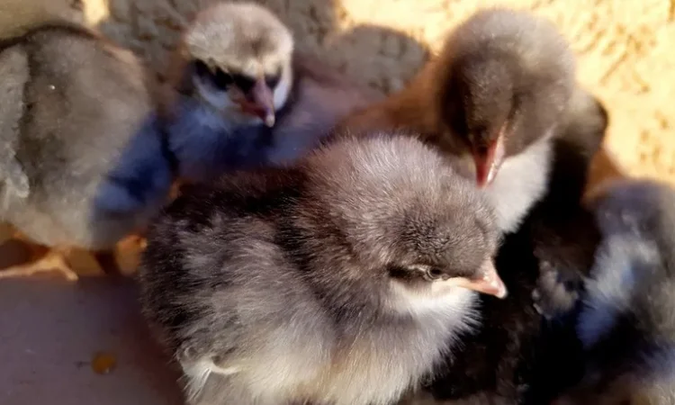 Добовые курчата породы чешский доминант в Ивано-Франковске - фото № 3