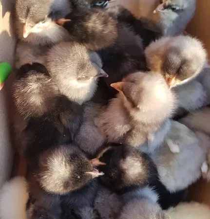 Добовые курчата породы чешский доминант в Ивано-Франковске - фото № 5