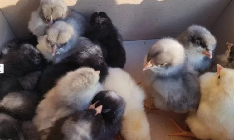 Добовые курчата породы чешский доминант в Ивано-Франковске - фото № 6