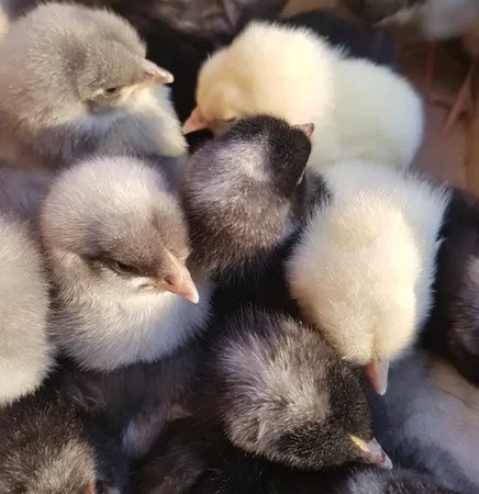 Добовые курчата породы чешский доминант в Ивано-Франковске - фото № 1