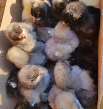 Добовые курчата породы чешский доминант в Ивано-Франковске - фото № 2