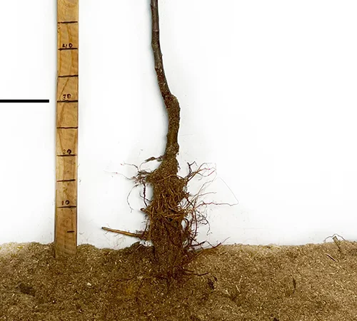 Саджанці яблуні Вільямс Прайд - 1 рік - фото № 2