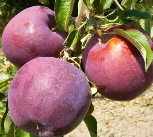 Саджанці яблуні Вільямс Прайд - 1 рік - фото № 3