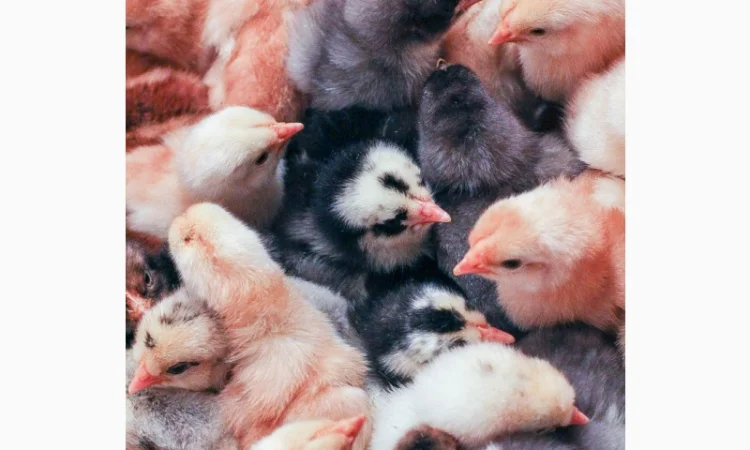 Домашні кольорові курчата - чорні, червоні та білі - фото № 9