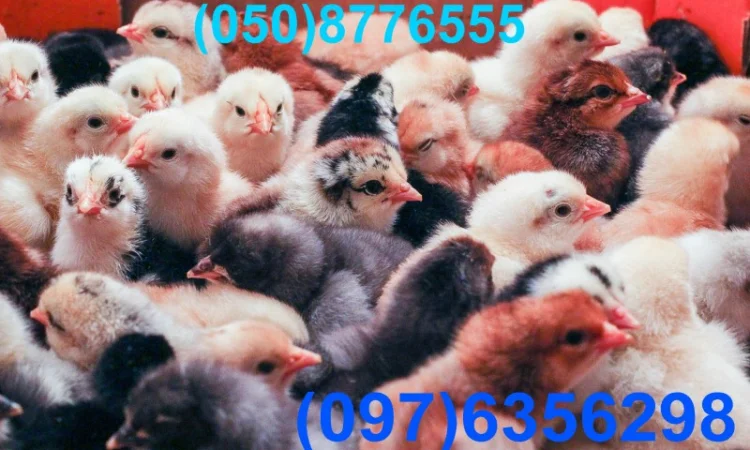 Домашні кольорові курчата - чорні, червоні та білі - фото № 11