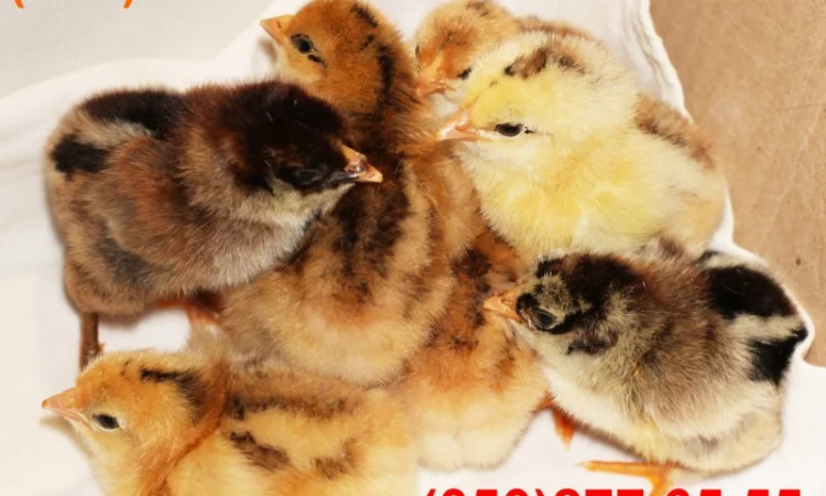 Домашні кольорові курчата - чорні, червоні та білі - фото № 13