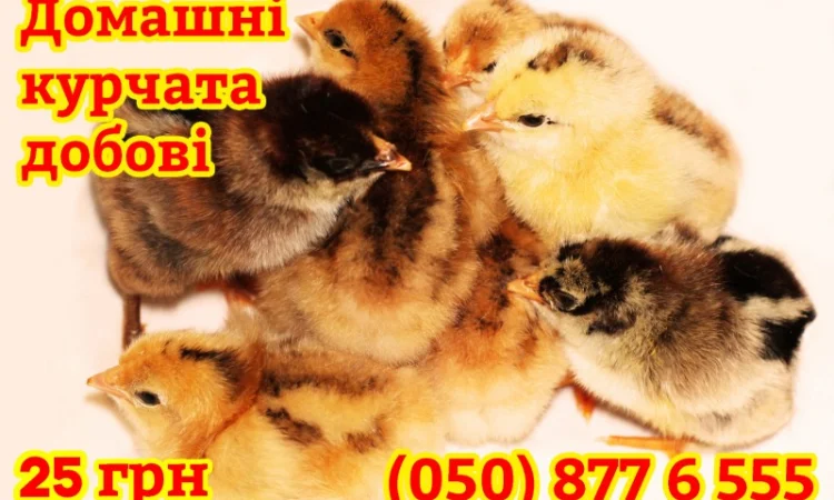 Домашні кольорові курчата - чорні, червоні та білі - фото № 1