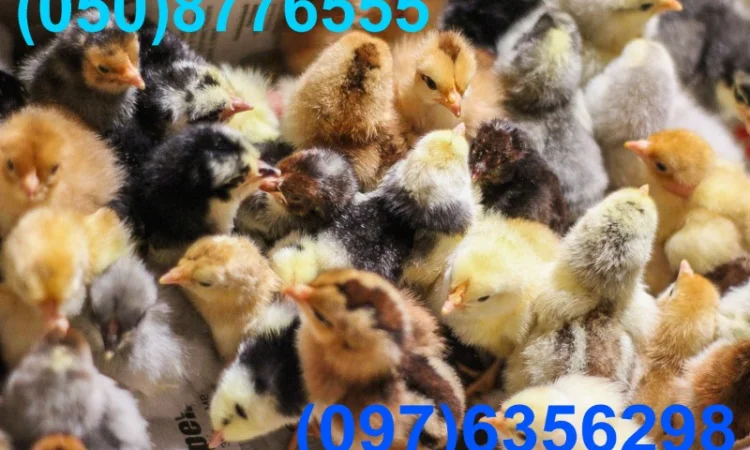 Домашні кольорові курчата - чорні, червоні та білі - фото № 2