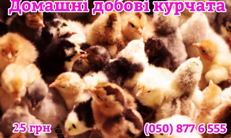 Домашні кольорові курчата - чорні, червоні та білі - фото № 7