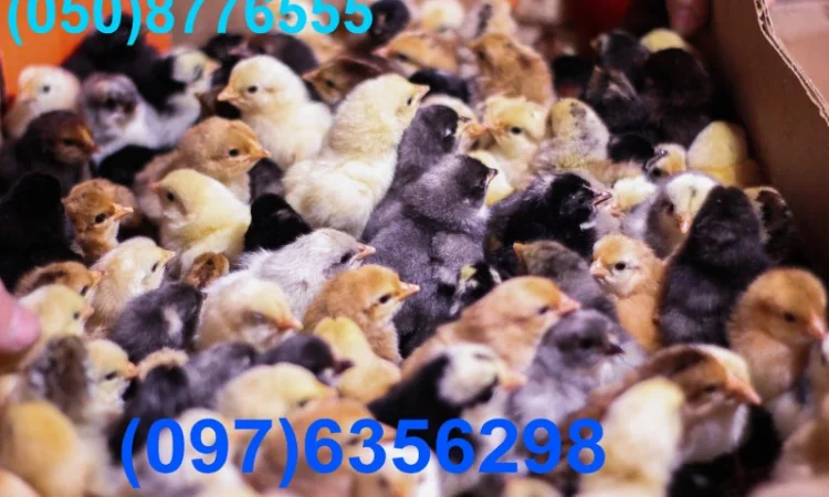 Домашні кольорові курчата - чорні, червоні та білі - фото № 12