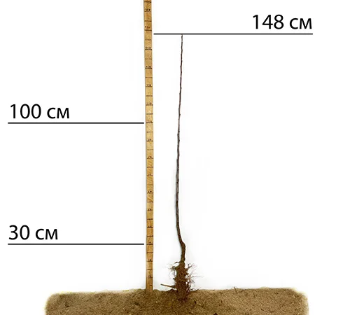 Саджанці яблуні сорту Білий Налив - 1 рік - фото № 2
