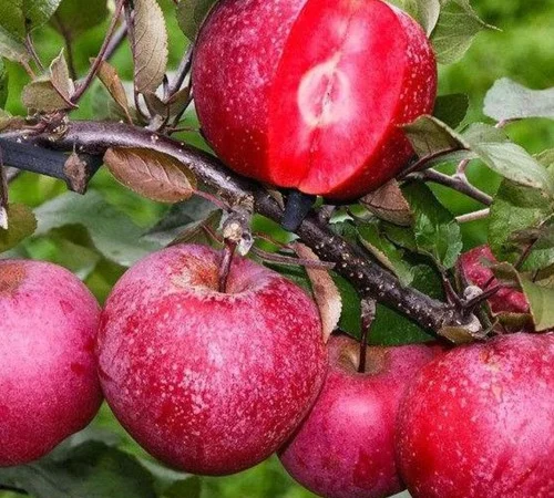 Саженцы яблони Бая Мариса - 2 года - фото № 3