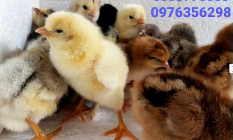 Домашні добові курчата ОПТ та роздріб - фото № 1