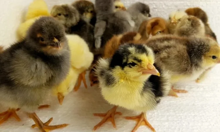 Домашні добові курчата ОПТ та роздріб - фото № 2