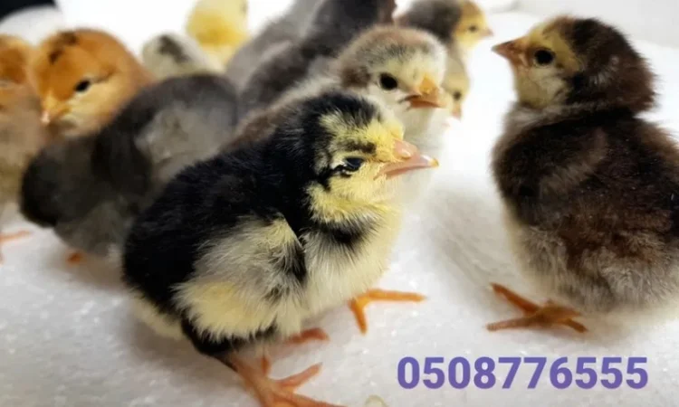 Домашні добові курчата ОПТ та роздріб - фото № 3