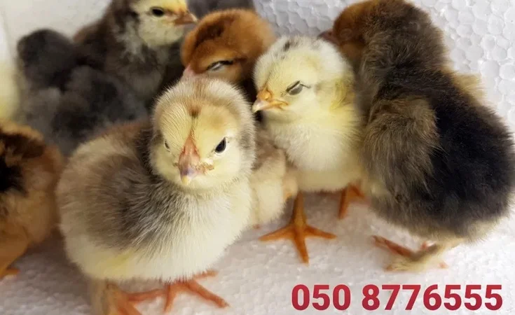 Домашні добові курчата ОПТ та роздріб - фото № 4