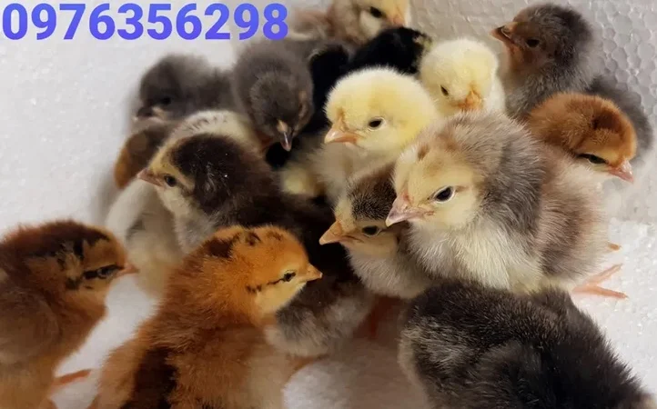 Домашні добові курчата ОПТ та роздріб - фото № 5